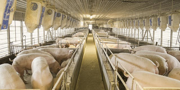 Pigs on a Farm
